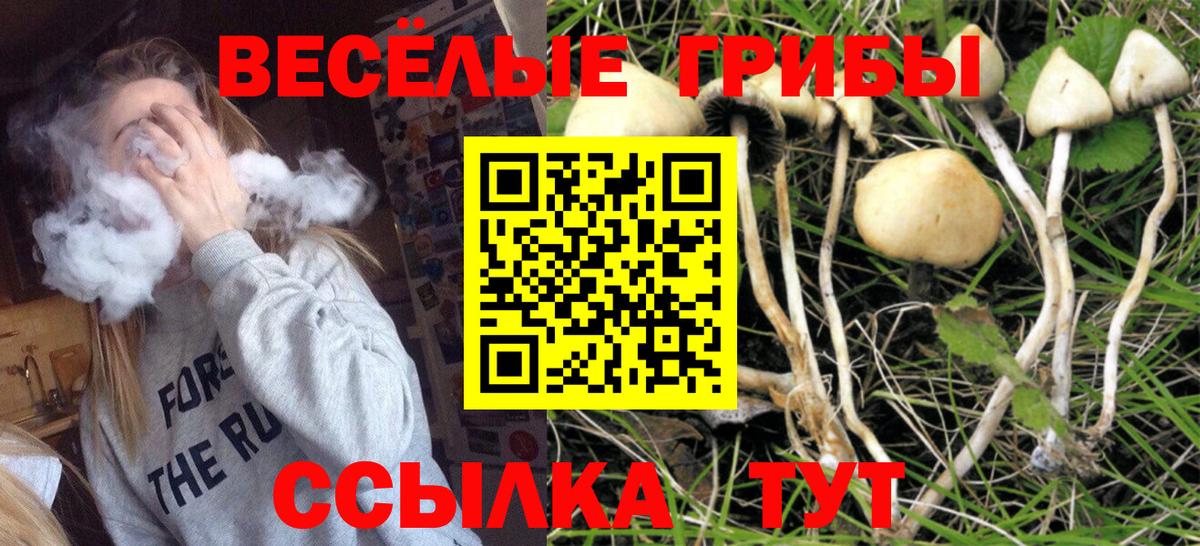 Псилоцибиновые грибы Cubensis Асино