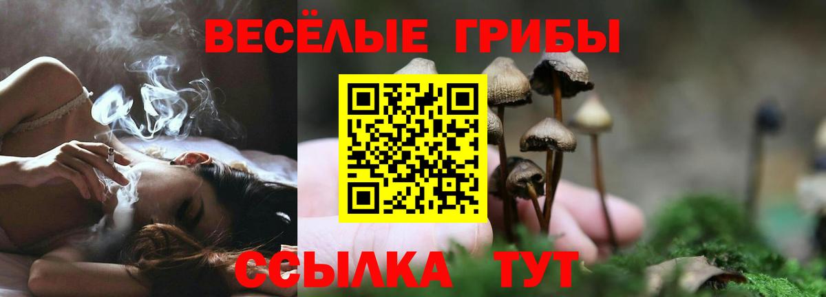 Асино  Галлюциногенные грибы GOLDEN TEACHER  Вход с VPN  где купить наркотик  Галлюциногенные грибы прущие грибы 